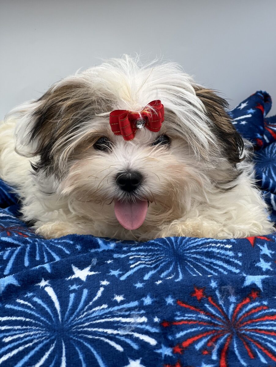 Keith the sweet Morkie