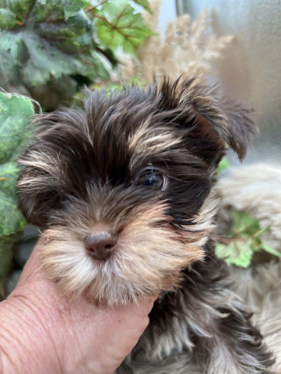 Claire a chocolate yorkie for sale in TN