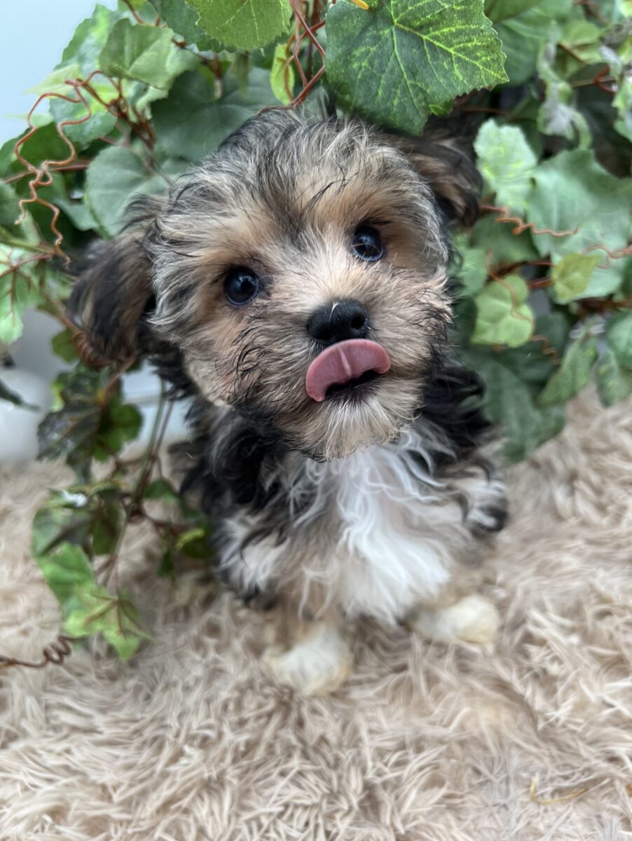 Aspen is a sweet Morkie