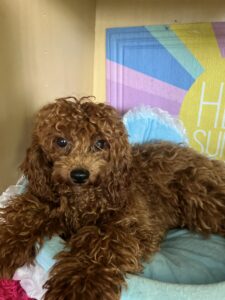 Chen is a beautiful red Chinese teddy poodle