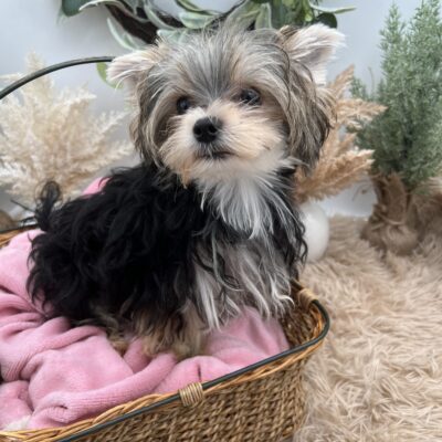 Mick is a tiny Morkie for sale in TN