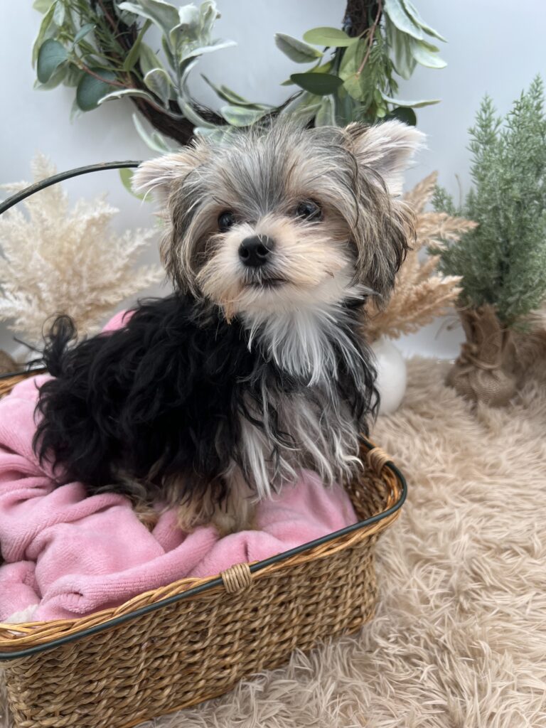 Mick is a tiny Morkie for sale in TN