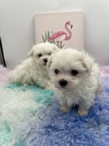 Max the AKC Korean Maltese for sale