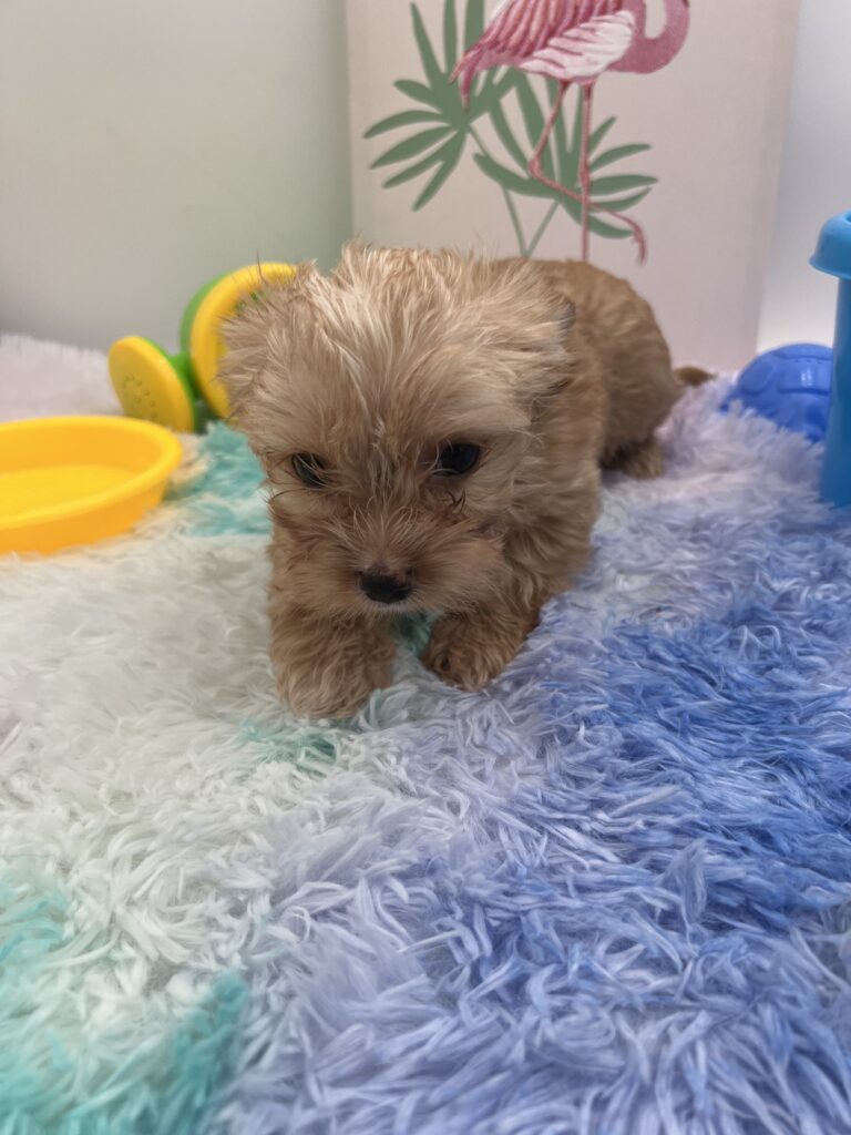Jake the rare Yorkie