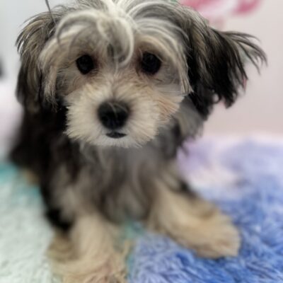 Holly the Morkie