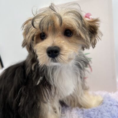 Aspen the beautiful Morkie