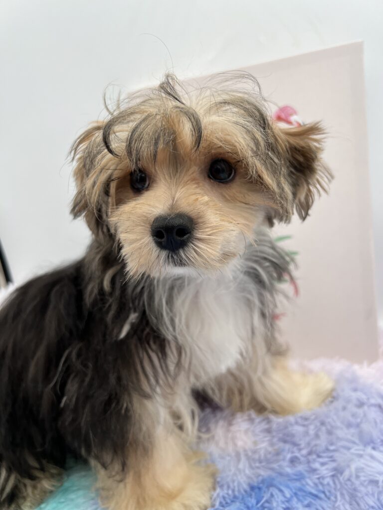 Aspen the beautiful Morkie
