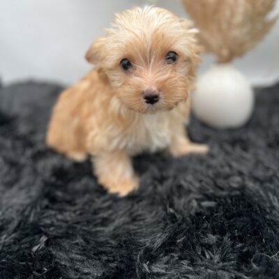 Little Jake is a sweet and timid rare golddust yorkie