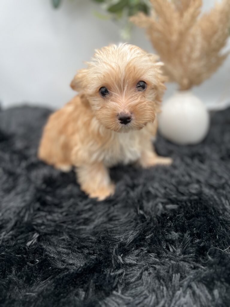 Little Jake is a sweet and timid rare golddust yorkie