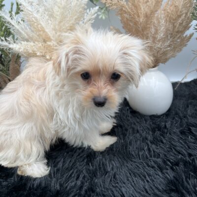 Ellie the rare golddust Yorkie for sale in TN