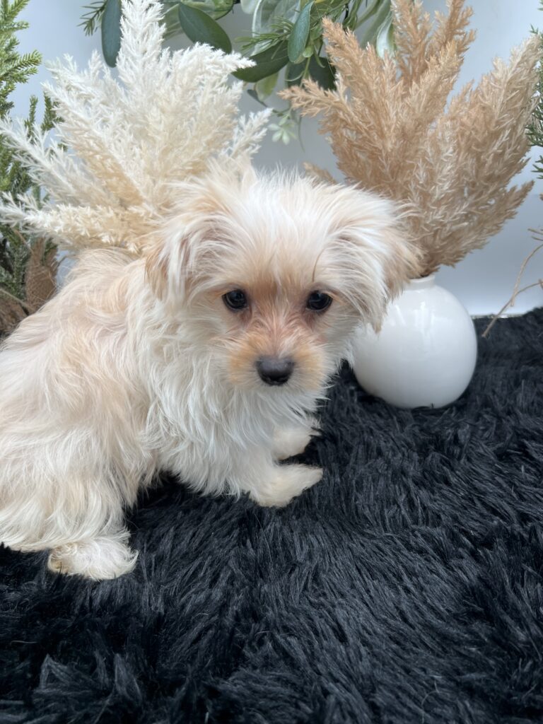 Ellie the rare golddust Yorkie for sale in TN