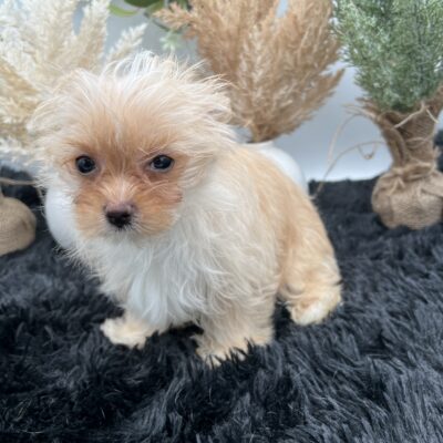 Little Lexie is a tiny rare golddust yorkie pup