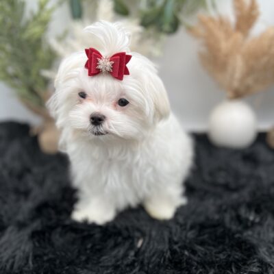 Everett a stunning Male Maltese