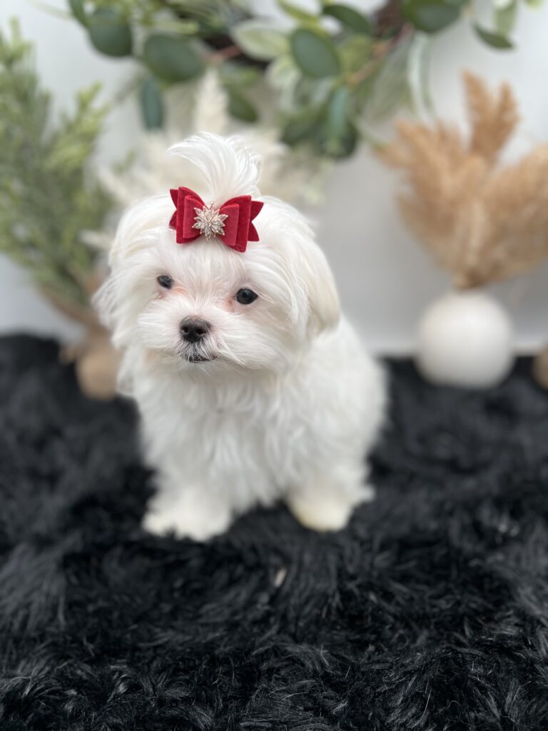 Everett a stunning Male Maltese