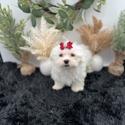 Max the korean Maltese for sale in TN
