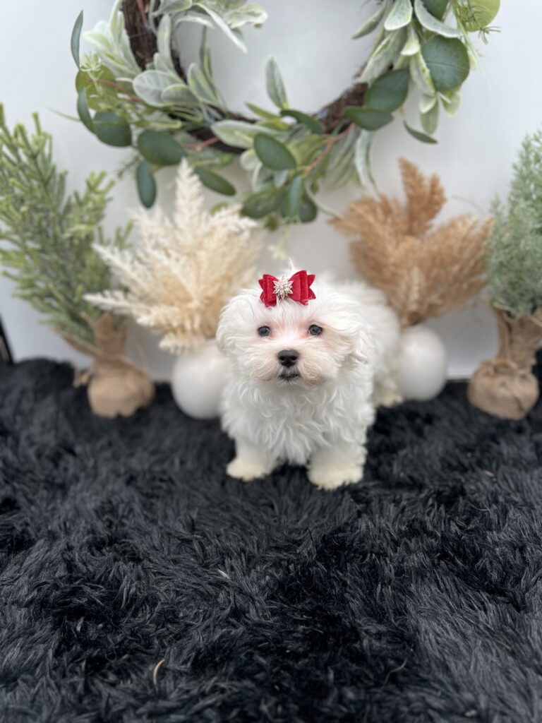 Max the korean Maltese for sale in TN