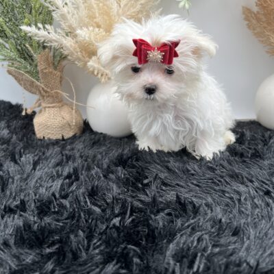 Milo the tiny Maltese for sale in TN