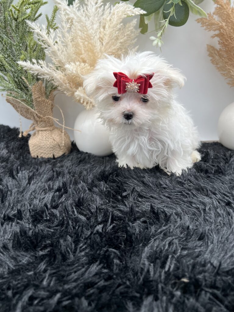 Milo the tiny Maltese for sale in TN