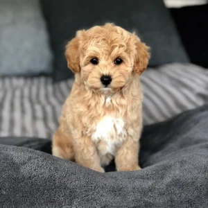 Maltipoo puppies for sale TN