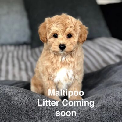 Maltipoo litter coming soon for sale TN