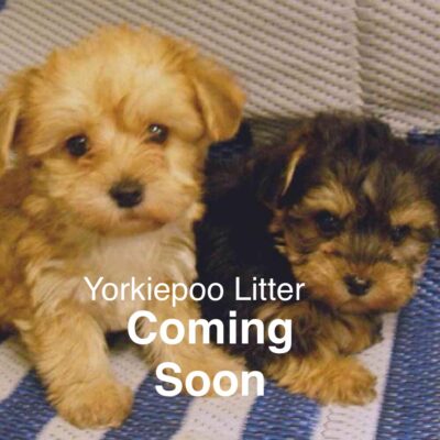 Yorkiepoo litter coming soon to TN