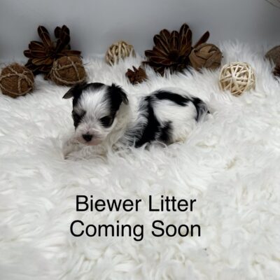 Biewer Litter Coming Soon
