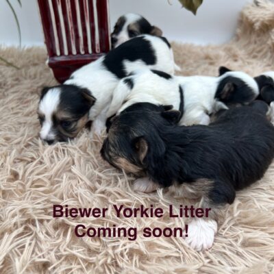 Biewer Yorkie Litter coming soon