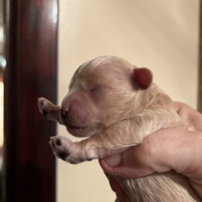 Baby Yang the Maltipoo for sale in TN