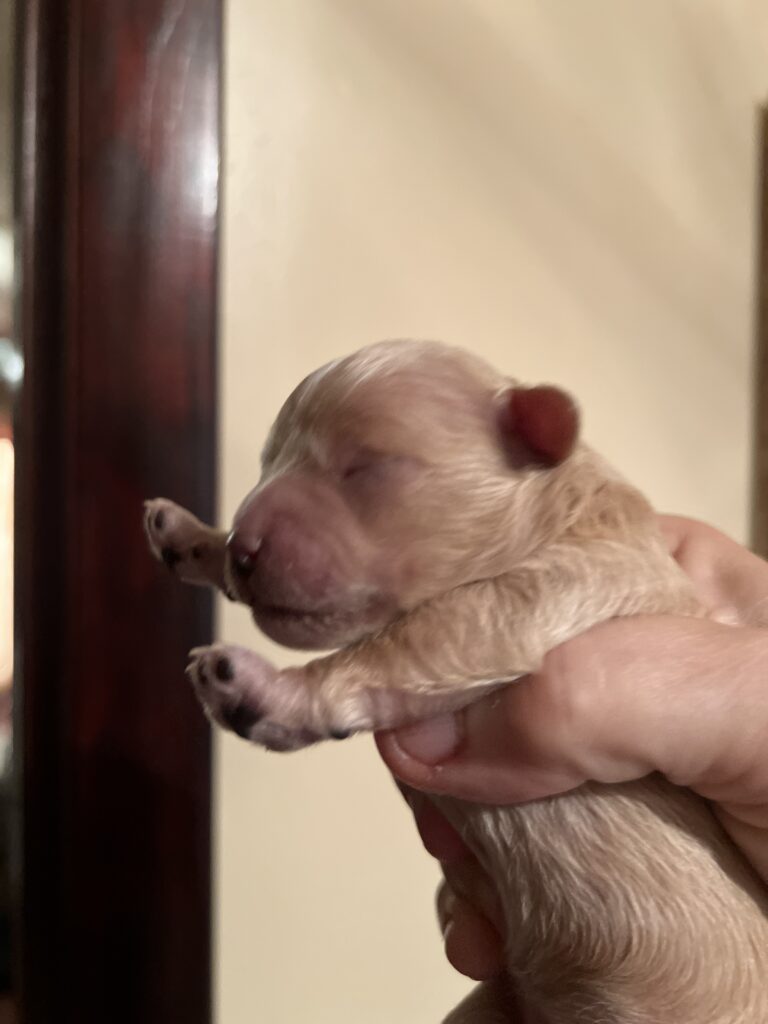 Baby Yang the Maltipoo for sale in TN
