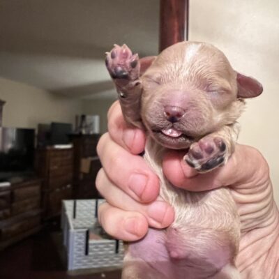 Little Ying the Male Maltipoo for sale in TN
