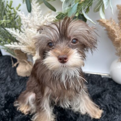 Claire is a beautiful tiny chocolate yorkie