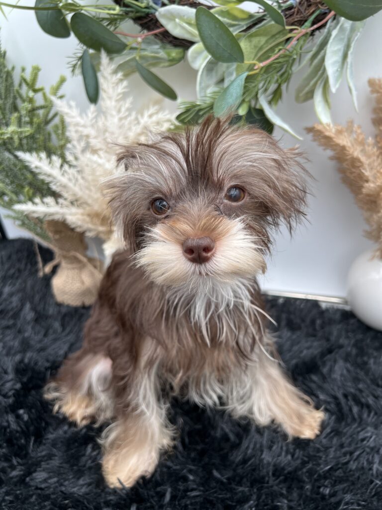 Claire is a beautiful tiny chocolate yorkie