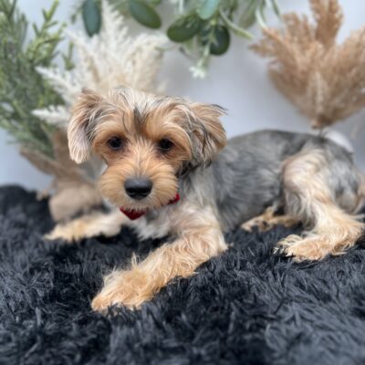 Roc the other playful Yorkie for sale