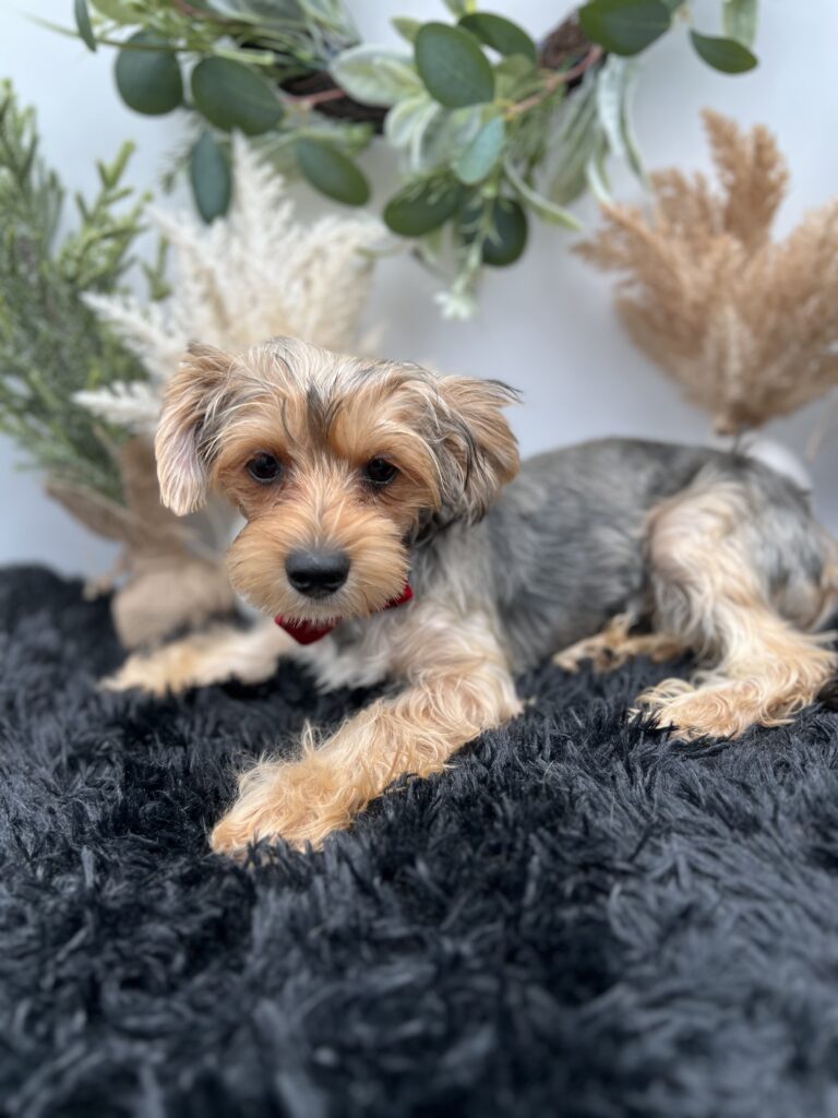 Roc the other playful Yorkie for sale