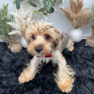 Sham the playful Yorkie for sale in TN