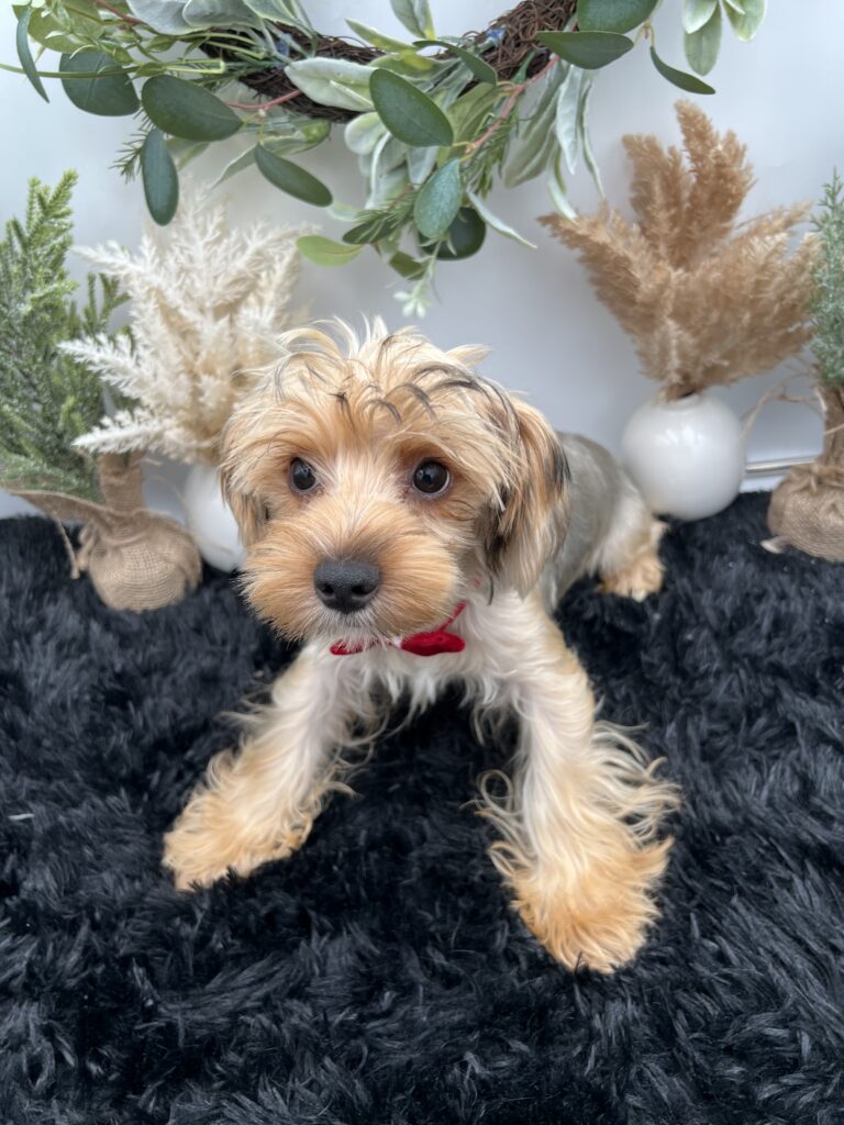 Sham the playful Yorkie for sale in TN