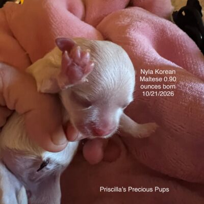 Nyla the tiny Korean Maltese for sale