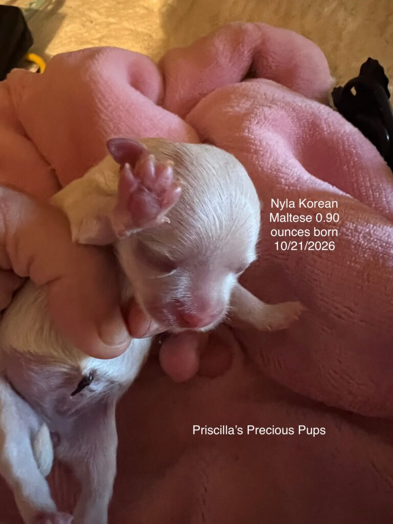 Nyla the tiny Korean Maltese for sale