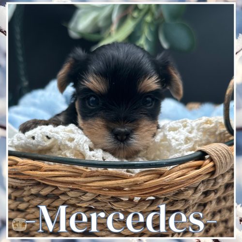 Mercedes a European Yorkie puppy for sale in TN