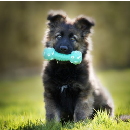 Dog and puppy activity…